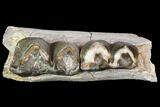 Juvenile Titanothere (Megacerops) Jaw Section - South Dakota #92705-4